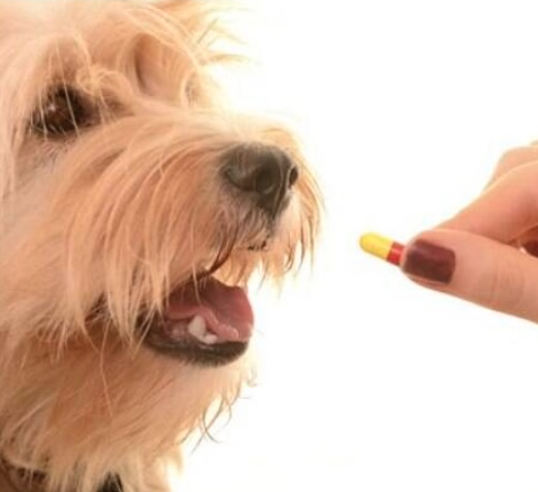 Animalia Farma - foto 3