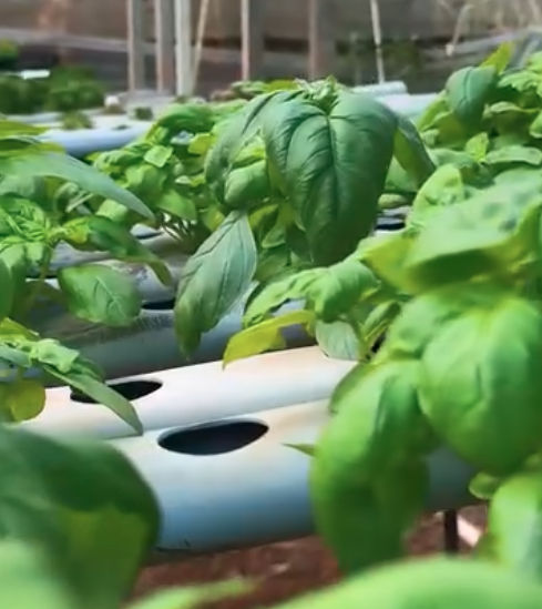 Verde+ Hortifruti - foto 4