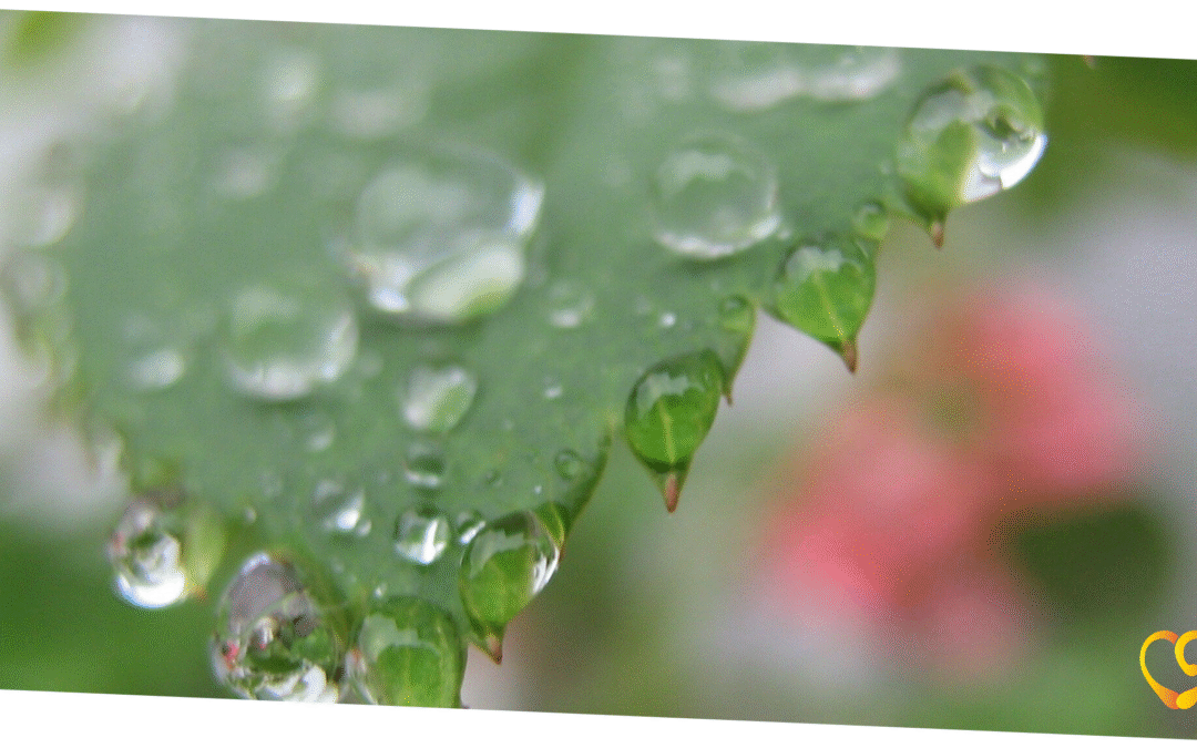 Desumidificador de Aparelho Auditivo: Como Usar e Por Que é Importante?